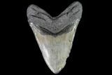 Fossil Megalodon Tooth - Huge Meg Tooth #108875-2